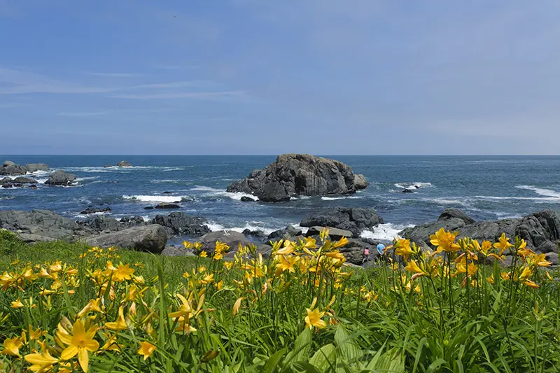 種差海岸