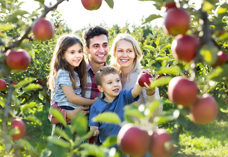 Apple Picking Experience