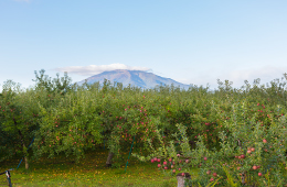 Apple Picking at Apple Farm near by Aomori city, Iwaki mountain